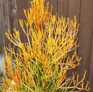 10 fresh cutting Euphorbia Tirucalli FIRESTICK